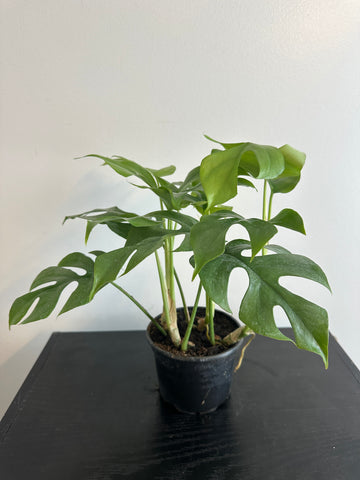 Rhaphidophora Tetrasperma - Mini Monstera (b)