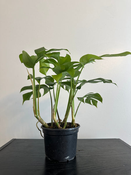 Rhaphidophora Tetrasperma - Mini Monstera (b)