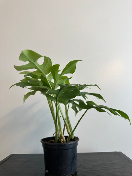 Rhaphidophora Tetrasperma - Mini Monstera (b)