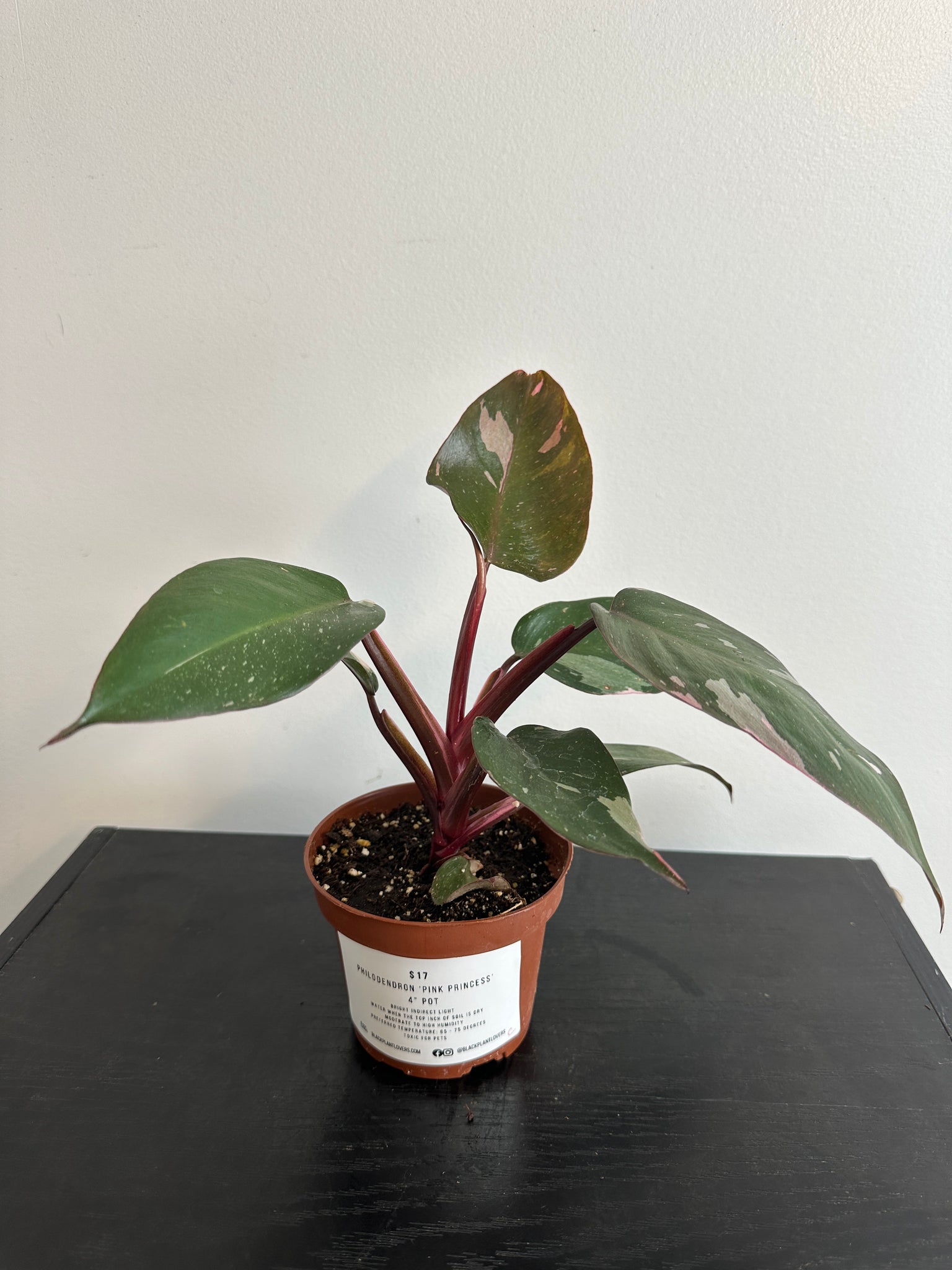 4" Philodendron 'Pink Princess' (c)