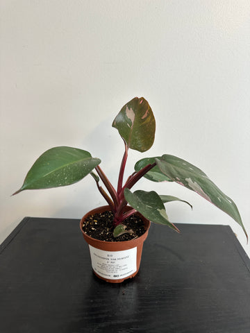 4" Philodendron 'Pink Princess' (c)