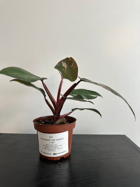 4" Philodendron 'Pink Princess' (c)