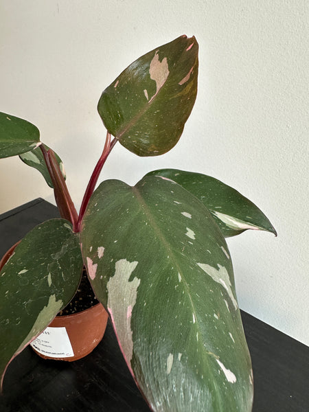 4" Philodendron 'Pink Princess' (c)