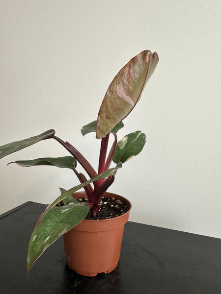 4" Philodendron 'Pink Princess' (c)