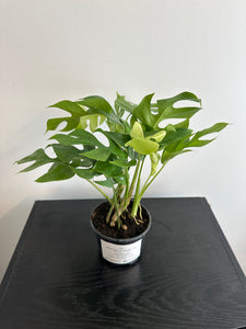 Rhaphidophora Tetrasperma - Mini Monstera (c)