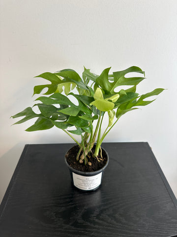 Rhaphidophora Tetrasperma - Mini Monstera (c)