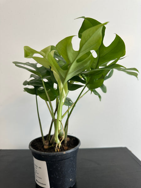 Rhaphidophora Tetrasperma - Mini Monstera (c)
