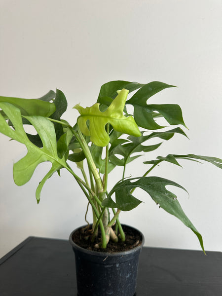 Rhaphidophora Tetrasperma - Mini Monstera (c)