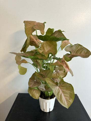 Syngonium Pink Arrowhead (a)