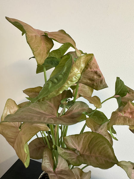Syngonium Pink Arrowhead (a)
