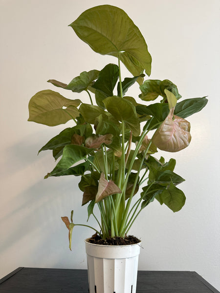 Syngonium Pink Arrowhead (a)