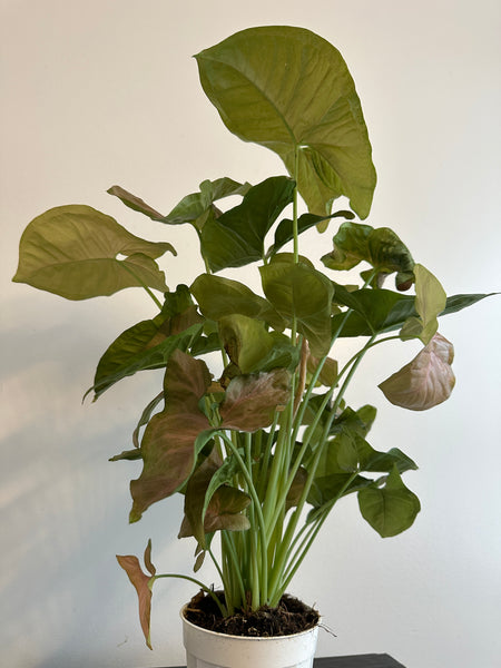Syngonium Pink Arrowhead (a)