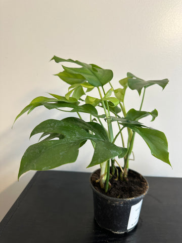 Rhaphidophora Tetrasperma - Mini Monstera (d)