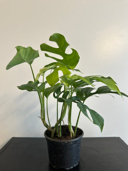 Rhaphidophora Tetrasperma - Mini Monstera (d)