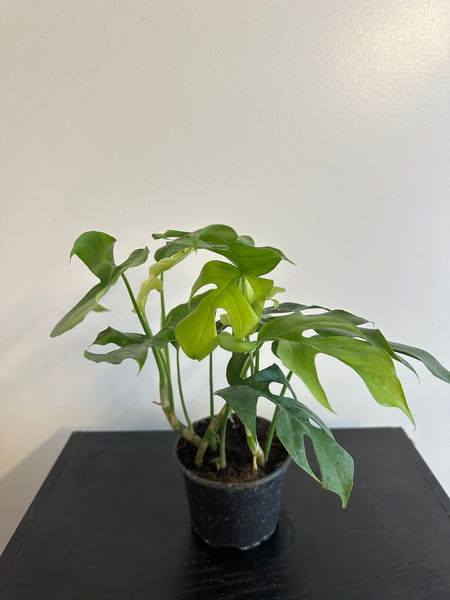 Rhaphidophora Tetrasperma - Mini Monstera (d)