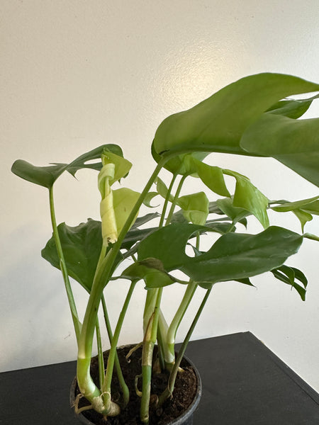 Rhaphidophora Tetrasperma - Mini Monstera (d)