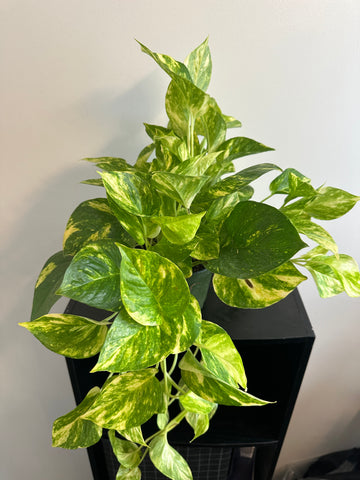 Golden Pothos - 6 Inch