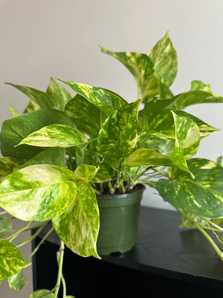 Golden Pothos - 6 Inch