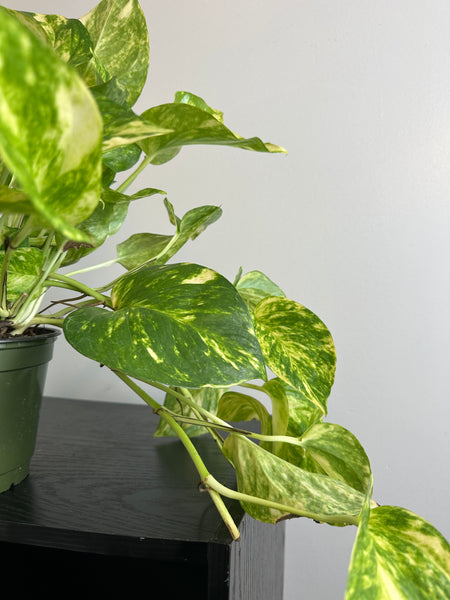 Golden Pothos - 6 Inch