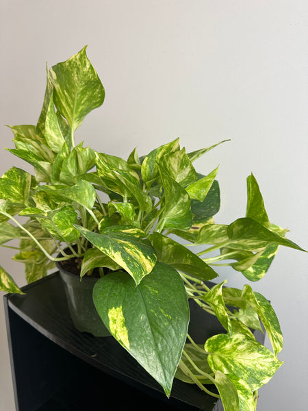 Golden Pothos - 6 Inch