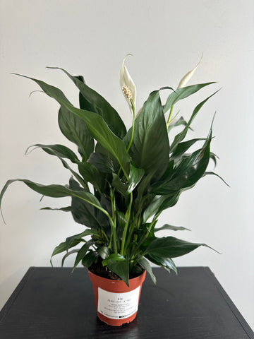 Peace Lily (b)