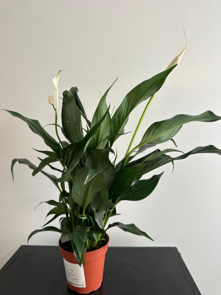 Peace Lily (b)