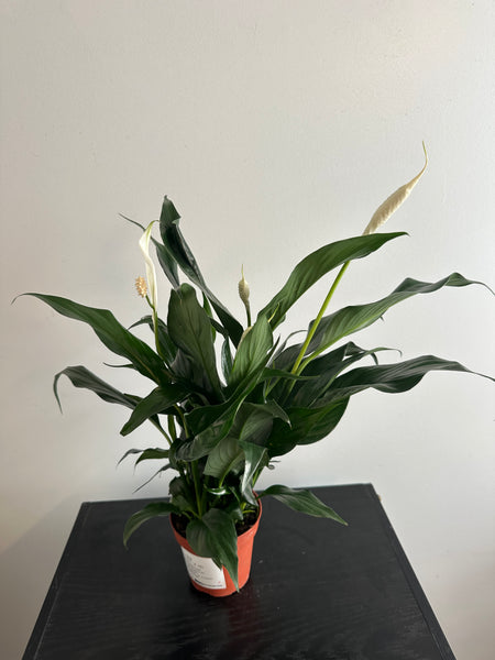 Peace Lily (b)