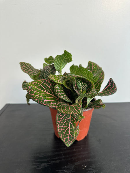 Fittonia Nerve Plant (a)