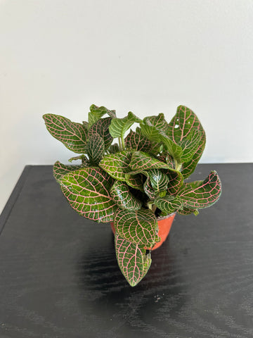 Fittonia Nerve Plant (a)