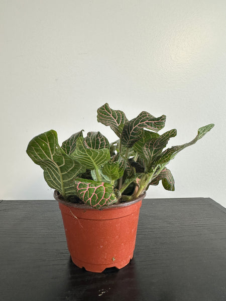 Fittonia Nerve Plant (a)