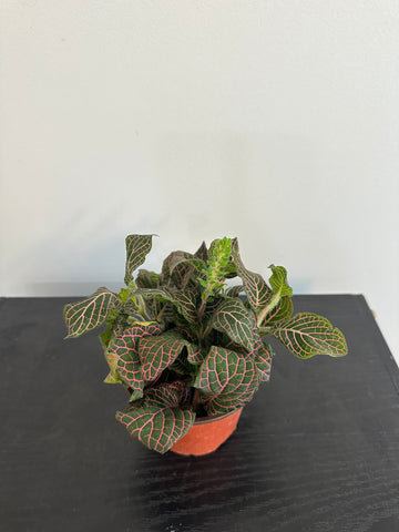 Fittonia Nerve Plant (b)