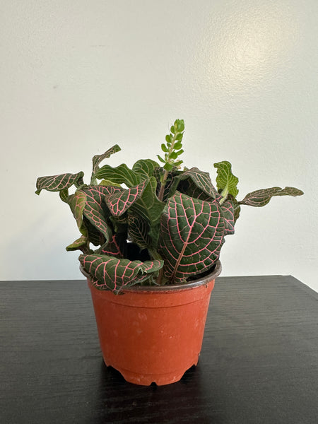Fittonia Nerve Plant (b)