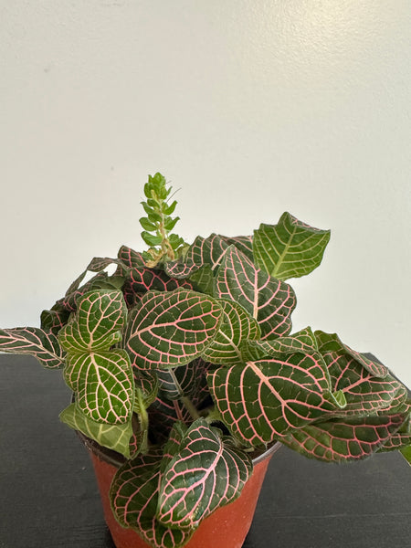 Fittonia Nerve Plant (b)