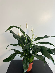 Peace Lily (a)
