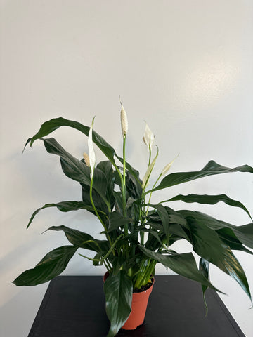 Peace Lily (a)