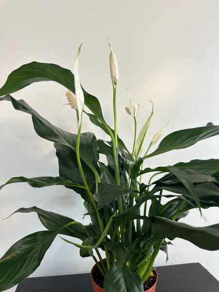 Peace Lily (a)