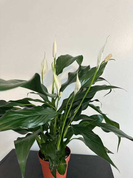 Peace Lily (a)