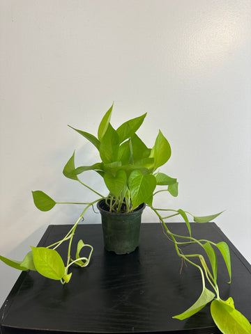 Neon Pothos (a)