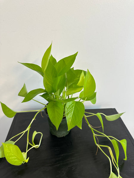 Neon Pothos (a)