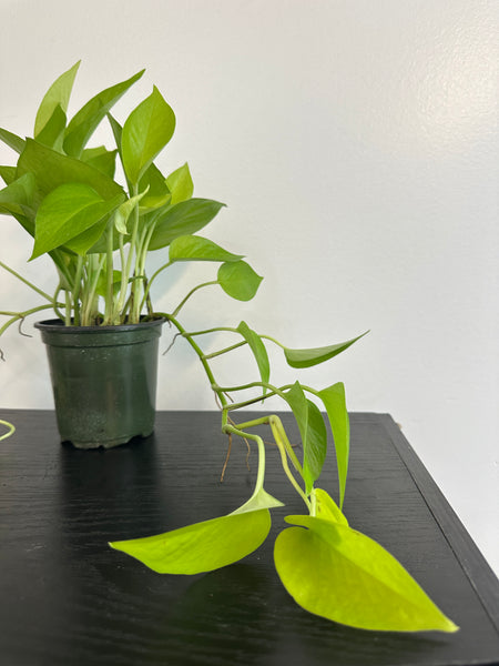 Neon Pothos (a)