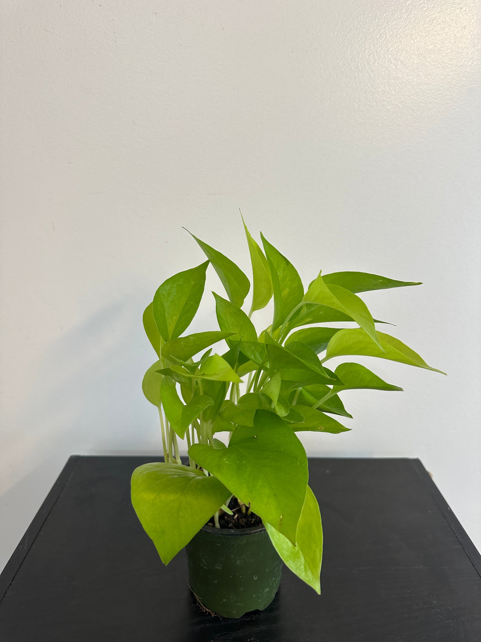 Neon Pothos (b)
