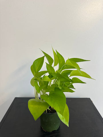 Neon Pothos (b)