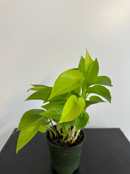 Neon Pothos (b)