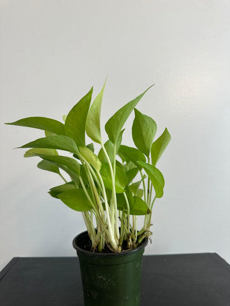 Neon Pothos (b)