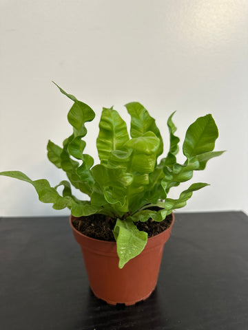 Crispy Wave Fern