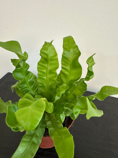 Crispy Wave Fern