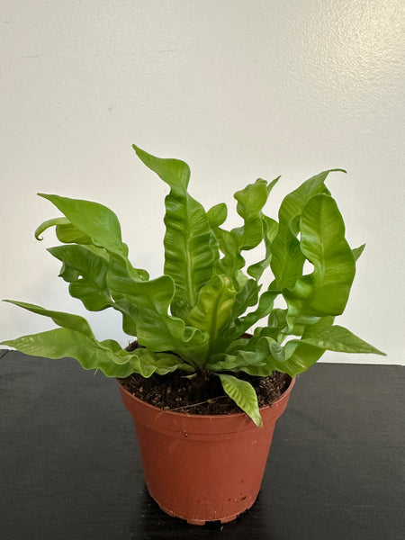 Crispy Wave Fern