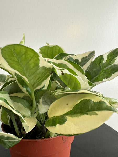 Pothos N’Joy (a)