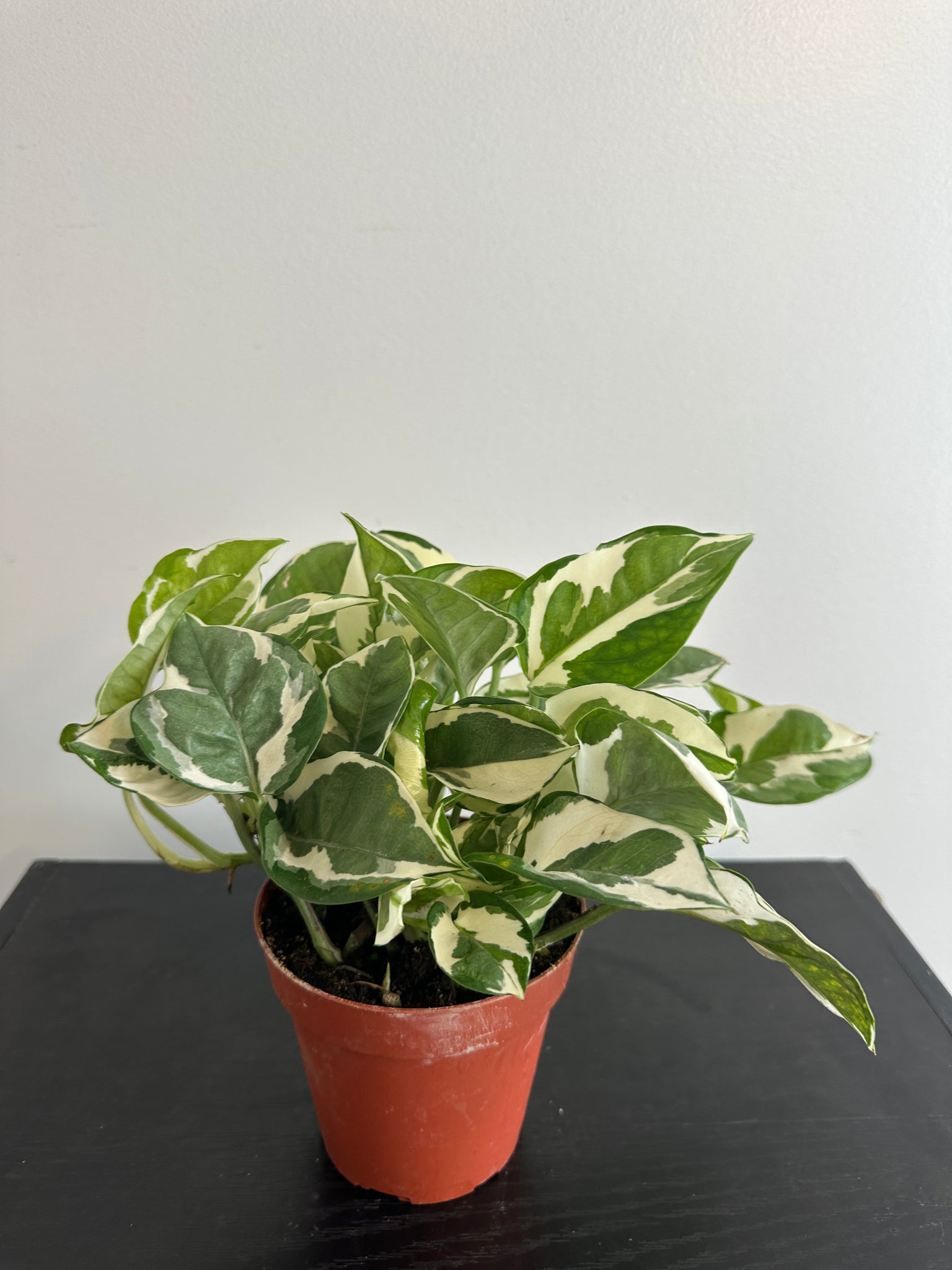 Pothos N’Joy (b)