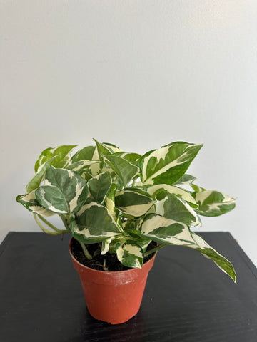 Pothos N’Joy (b)